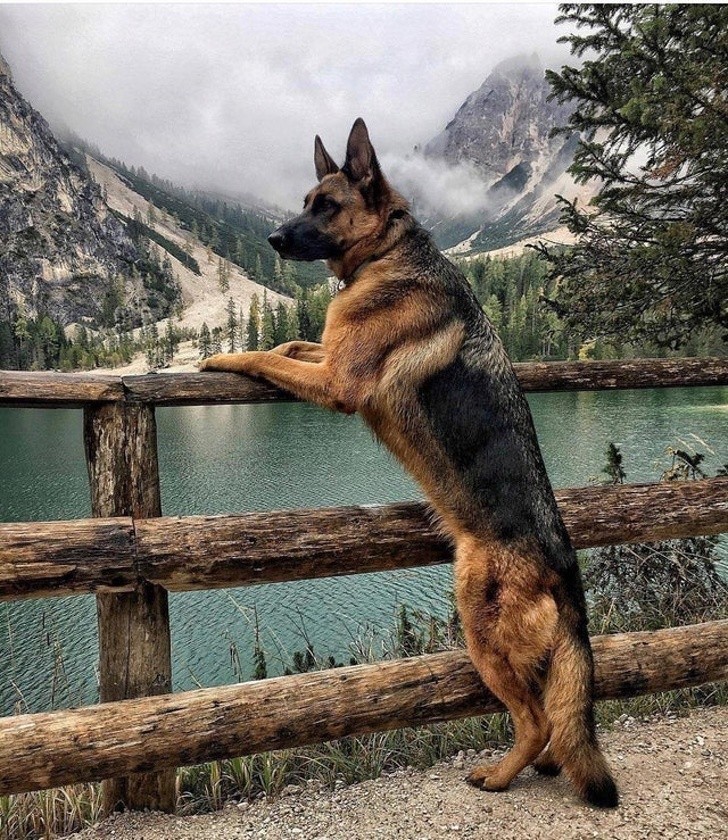 Photos of Animals That Can Help You Make It to the End of the Da