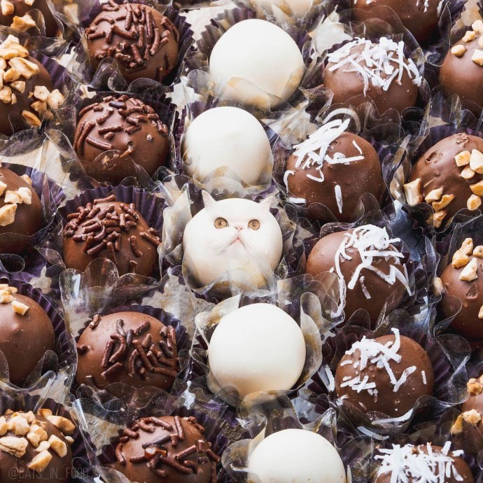 Russian Artist Photoshops Cats Into Food, and the Results Are Pu