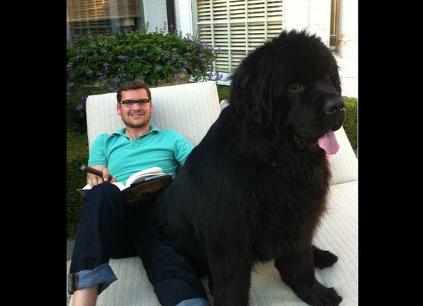 Big Dogs Who Think They're Lap Dogs