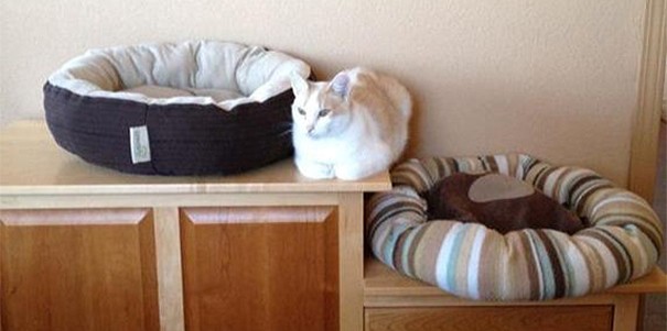 Hilarious Examples of Cat Logic