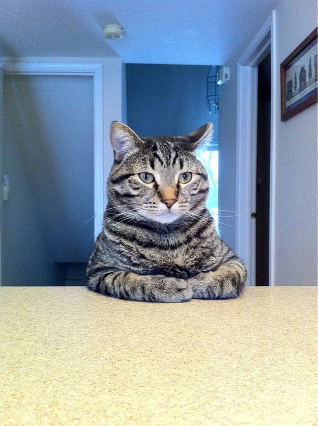 Funny Pictures of Animals Sitting Like People