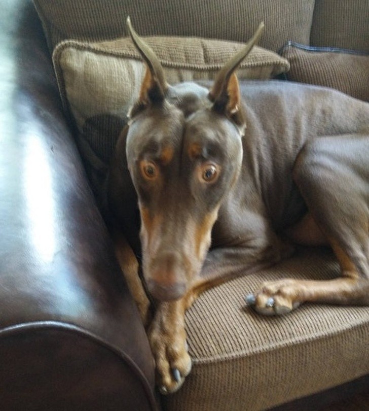 Animals With Adorable Quirks That Make Us Fall in Love With Them