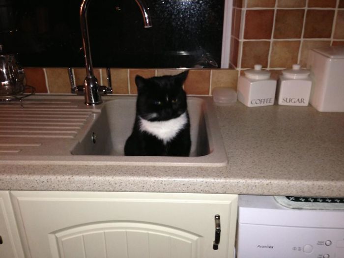 Funniest “I Don’t Own A Cat” Moments That Happened To People
