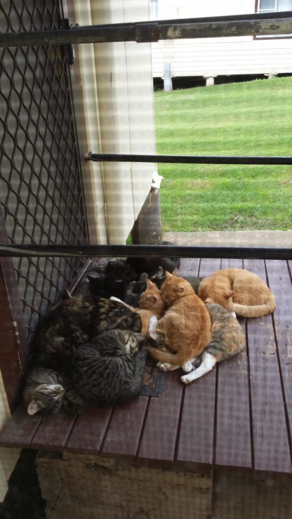 Funniest “I Don’t Own A Cat” Moments That Happened To People