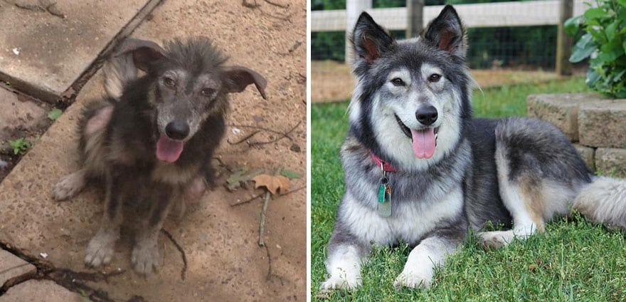 Heartwarming Transformation Of Pets Who Found Their Forever Home