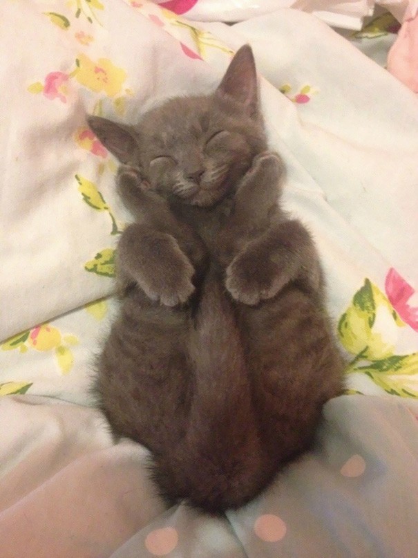 Pics That Prove Cats Can Sleep Purrretty Much Anywhere