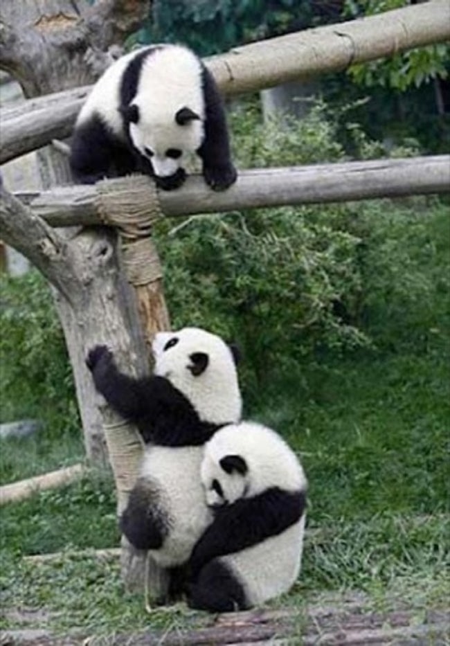 Most Adorable Examples of Animal Teamwork