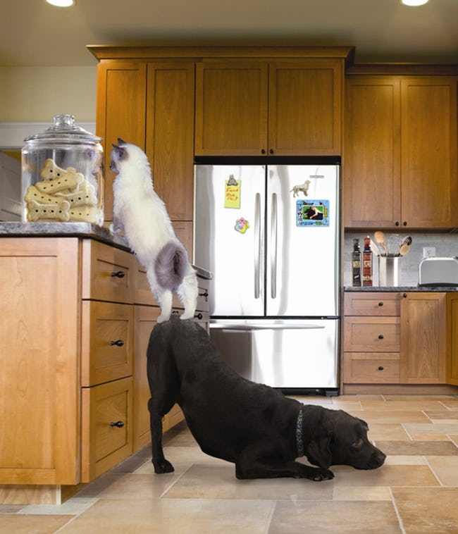 Most Adorable Examples of Animal Teamwork