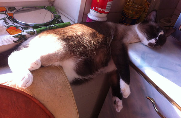 Pics That Prove Cats Can Sleep Purrretty Much Anywhere