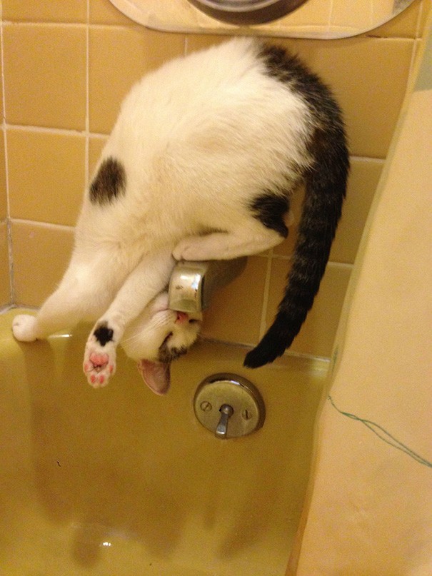 Hilarious Examples of Cat Logic