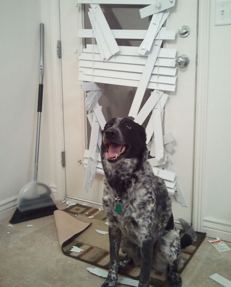 Hysterical Photos of Dogs Testing Their Owner’s Patience to the