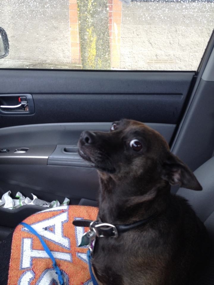 Pets Who Just Realized That They’re Headed to the Vet
