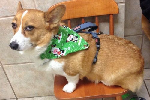 Pets Who Just Realized That They’re Headed to the Vet