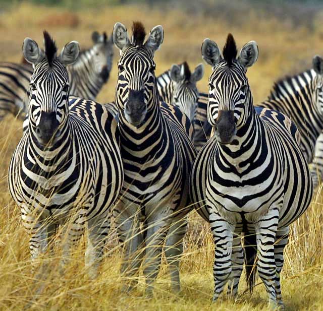 Zebras