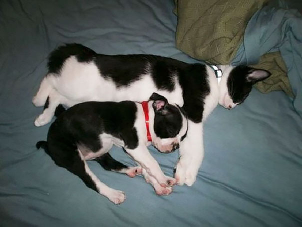 Animal Brothers from Other Mothers