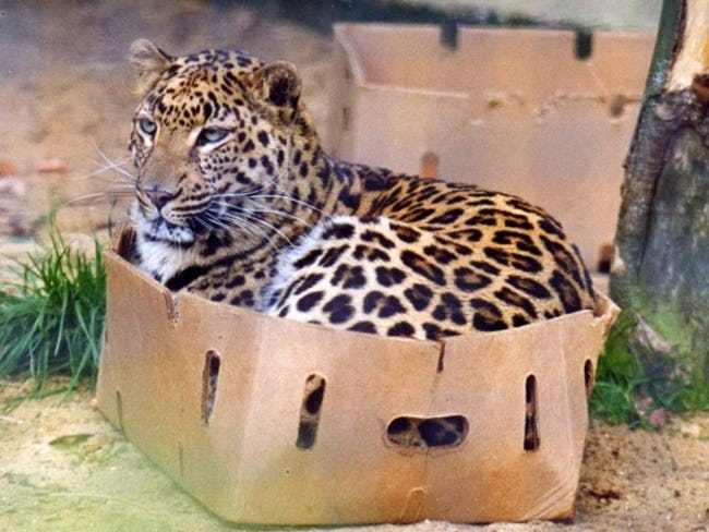 Cute Pictures of Big Cats that prove they are Like House Cats