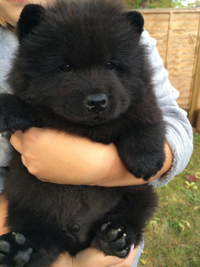 Dogs Who Might Be Bears in Disguise