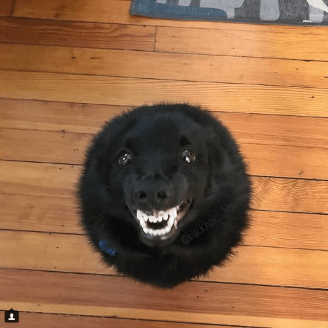 Photos of Animals That Can Help You Make It to the End of the Da