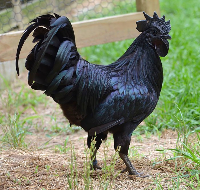 Animals With Unexpected Colors