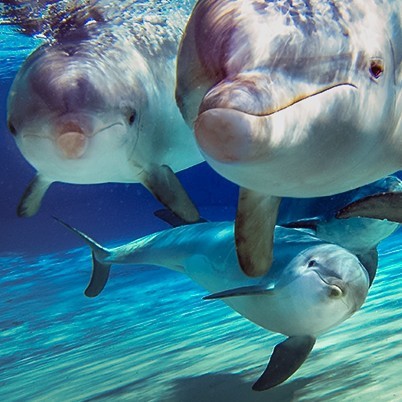 Bottlenose Dolphins