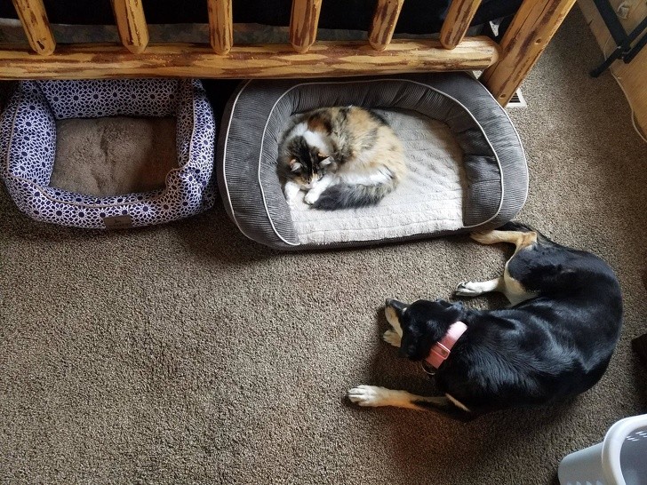 Friendships Between Cats And Dogs That Could Make Anyone smile
