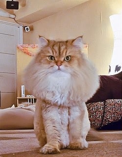 Cats Who Are Not Happy with Their New Hair Styles