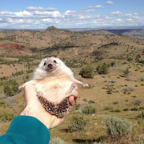Biddy, the Travelling Hedgehog