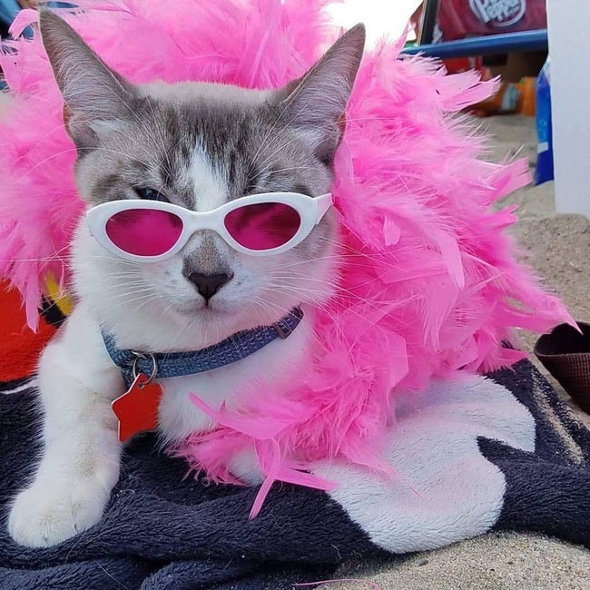 Cats Whose Anime Cosplay Is Better Than Yours