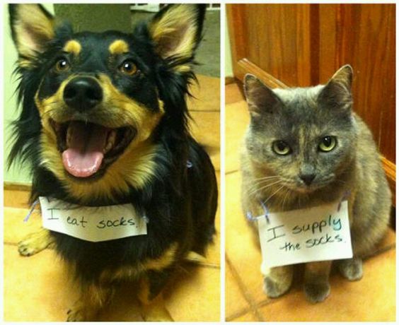 Most Adorable Examples of Animal Teamwork