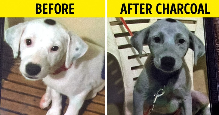 Hysterical Photos of Dogs Testing Their Owner’s Patience to the