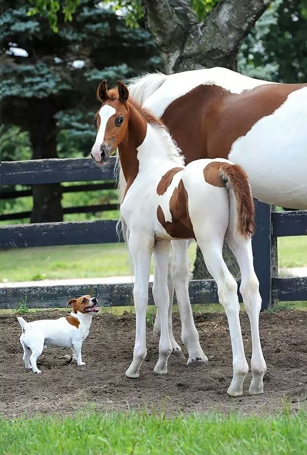 Animal Brothers from Other Mothers