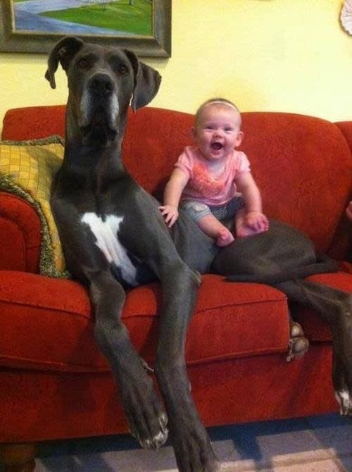 Big Dogs Who Think They're Lap Dogs