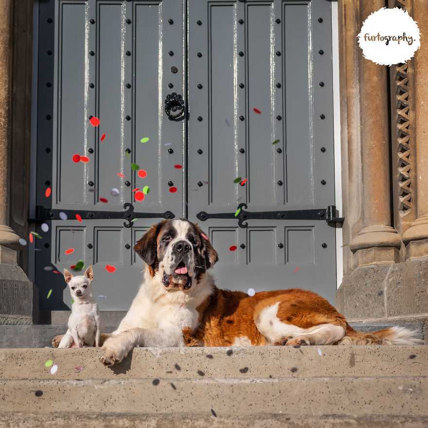Wedding Pictures of Adorable Dog Couples
