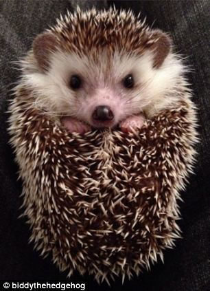 Biddy, the Travelling Hedgehog