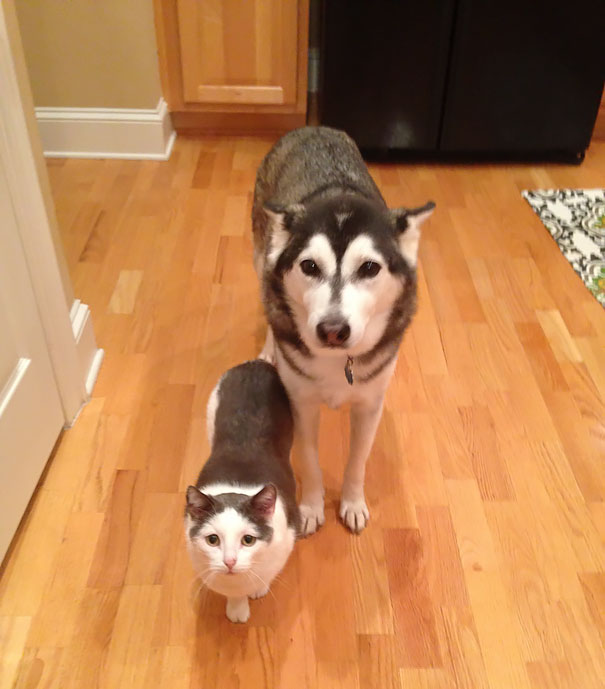Animal Brothers from Other Mothers