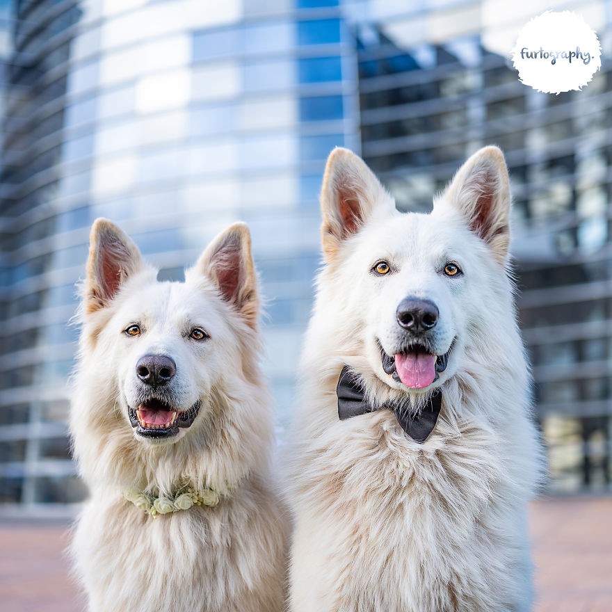 Wedding Pictures of Adorable Dog Couples