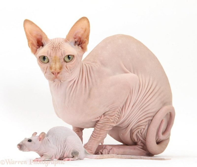 Animal Brothers from Other Mothers
