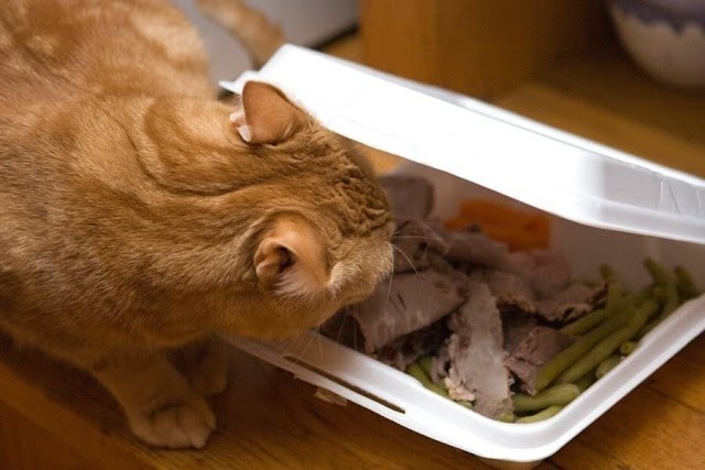 Cats That Are Master Thieves