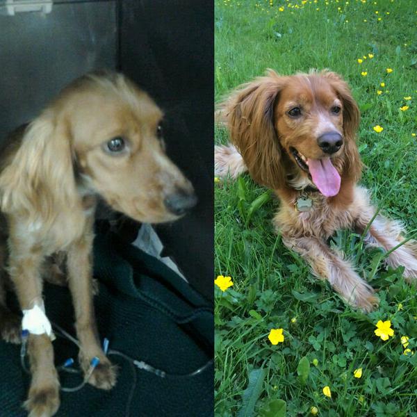 Heartwarming Transformation Of Pets Who Found Their Forever Home