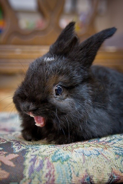 Pictures of Cute Animals Yawning