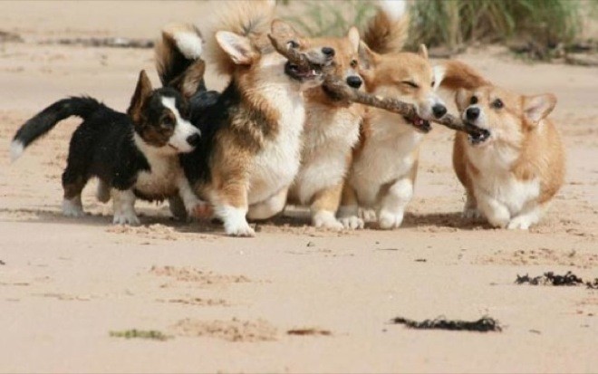 Most Adorable Examples of Animal Teamwork