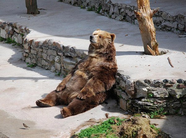 Funny Pictures of Animals Sitting Like People