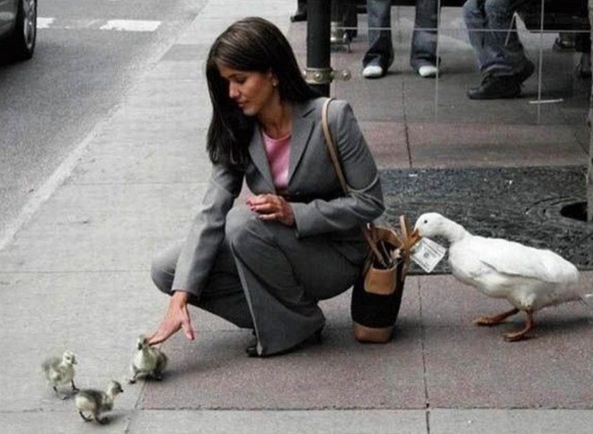 Most Adorable Examples of Animal Teamwork