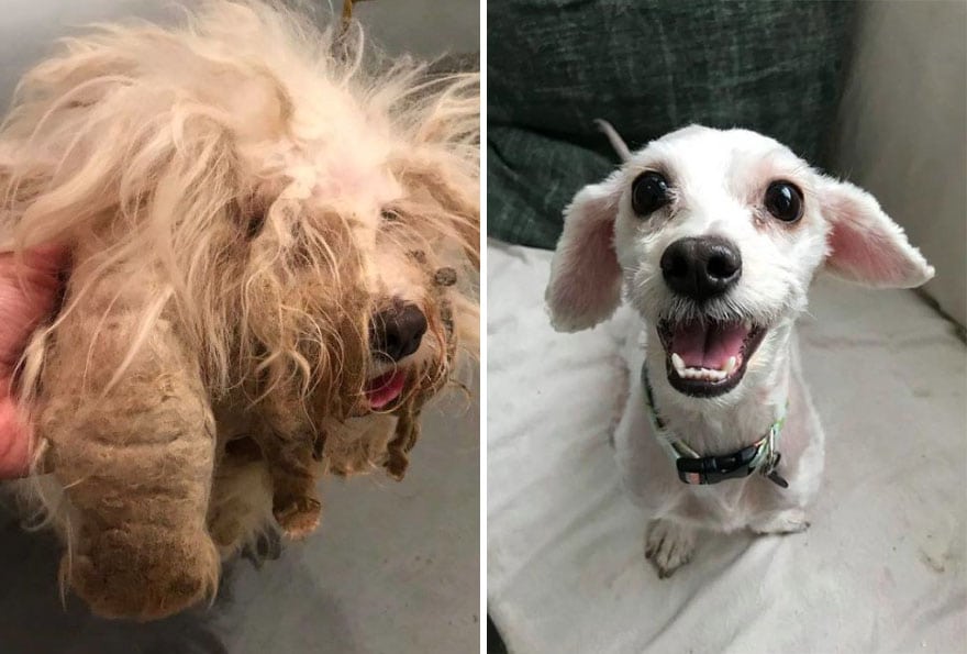 Heartwarming Transformation Of Pets Who Found Their Forever Home