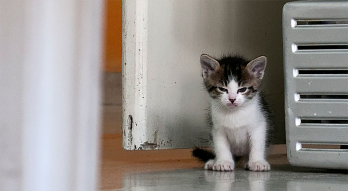 Angry Kittens Who Demand To Be Taken Seriously Right Meow