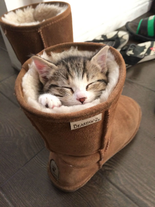 Pics That Prove Cats Can Sleep Purrretty Much Anywhere