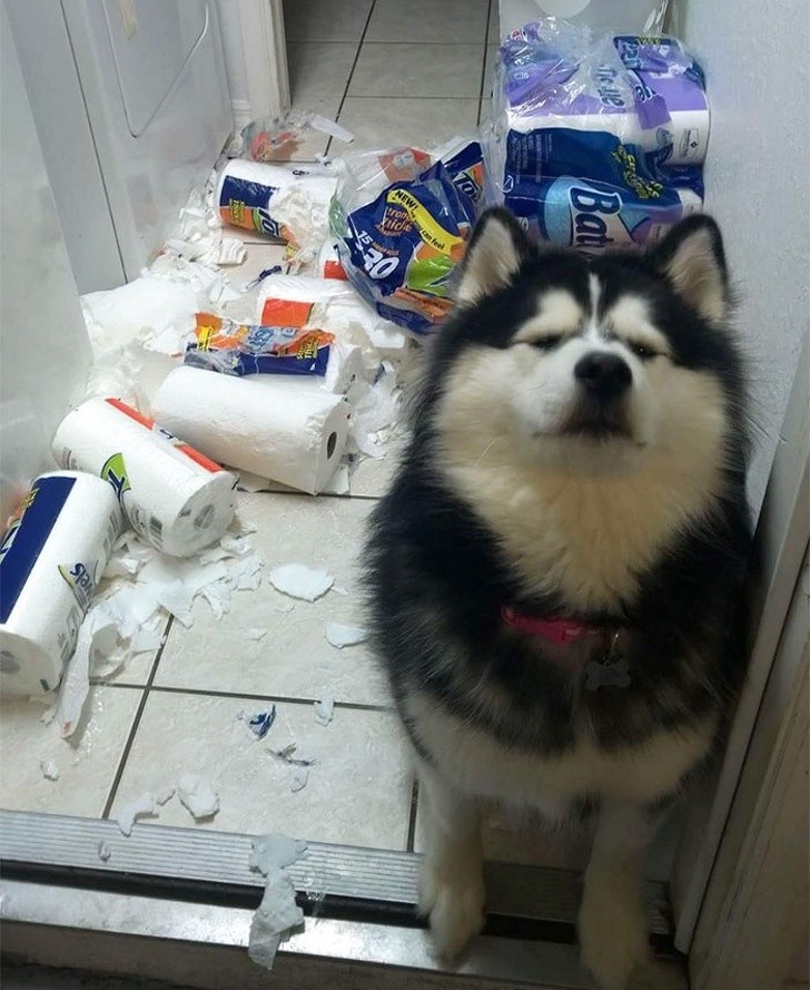 Hysterical Photos of Dogs Testing Their Owner’s Patience to the