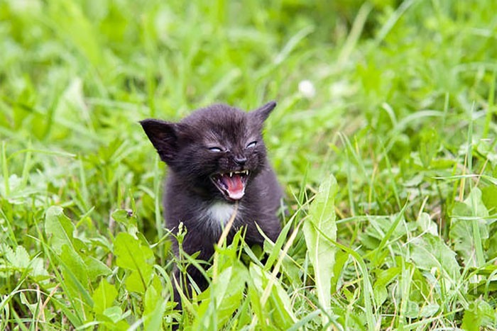 Angry Kittens Who Demand To Be Taken Seriously Right Meow