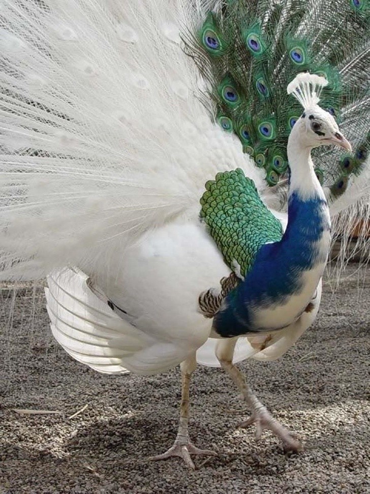 Animals With Unexpected Colors