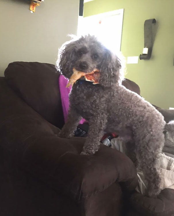 Funny Photos of Dogs Begging For Food That You Just Can’t Say No